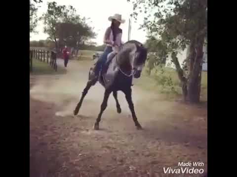 funny-video-of-a-horse-dancing-lol