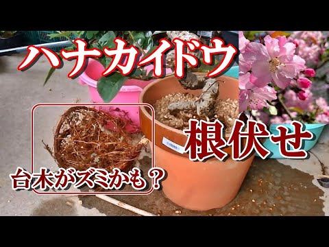 ハナカイドウ 花海棠　盆栽 根上がり風　大苗７号　趣きのある株 太い根　5年生株 hqdefault.jpg