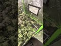 Final day for the flower tent! Day 60 chop!