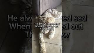 THIS VIDEO WILL LEAVE YOU in TEARS! #poodle #puppy #dog #saddog
