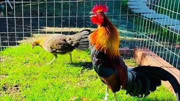 qaib dib txuam txoov qaib qus March 11, 2025