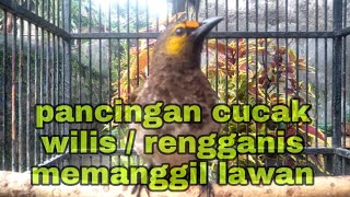 pancingan cucak wilis / rengganis memanggil lawan