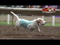 Canterbury Park Basset Hound Races 8-18-18