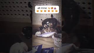 Masked Cat Caught Stealing Snacks! 🐱🕶️🍗😂
