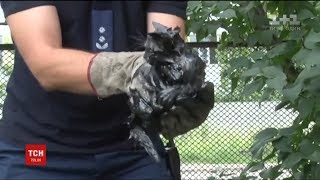 У Львові надзвичайники врятували маленьке кошеня У Львові надзвичайники врятували маленьке кошеня