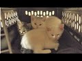 3 homeless kittens were scared after rescued who turned into sweet and adorable