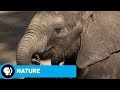 Naledi's Journey: Themes and Survival