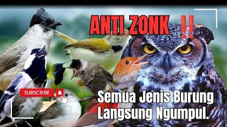 Suara Pikat Burung Kutilang Ribut Kombinasi Prenjak Stater Paling Ampuh.