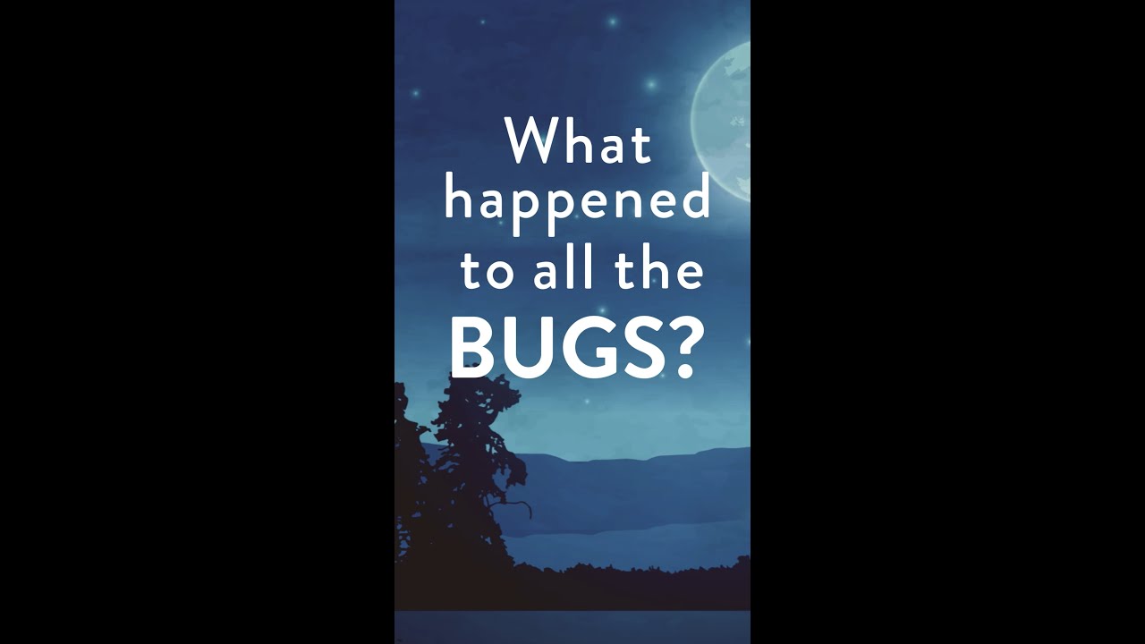 ⁣What happened to all the BUGS?! 🐞 🐜 🪲 🐝 🦋