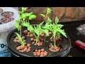 Aero-Pot Aeroponics System Review - My new Hydroponics Toy