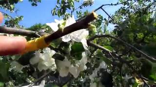 Прививка яблони в расщеп .Inoculation of apple trees Прививка яблони в расщеп .Inoculation of apple trees