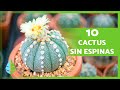 10 TIPOS de CACTUS SIN ESPINAS 🌵 (Nombres y Características)