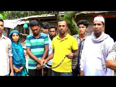 king cobra snake pearl পটুয়াখালী রাজ্জাক বিশ্বাস সাপ ধরার নতুন ভিডিও পর্ব- ০৪ | Razzak Biswas | BD Snake Channel