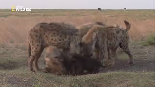 Новый документальный фильм "Битвы животных.Африка"