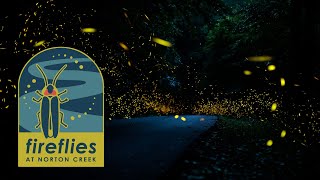 DLIA Synchronous Firefly Event