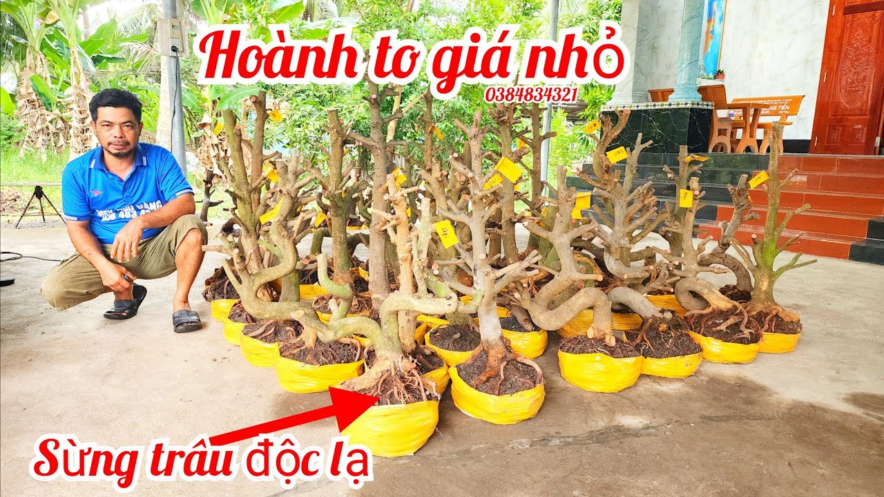 1/3 A Duy 0384834321 phôi mai giảo bonsai đế đẹp hoành to giá nhỏ|MaivàngThanhTâm