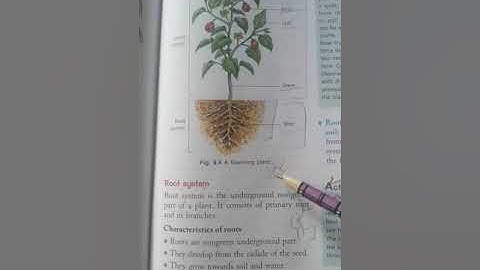 Science|Class 6th|Chapter 9 Plants : Form and Functions| Part 2