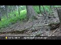 Poconos, PA Trailcam Compilation - June 2022 (Coywolf, Maine coon, red fox, grey fox)