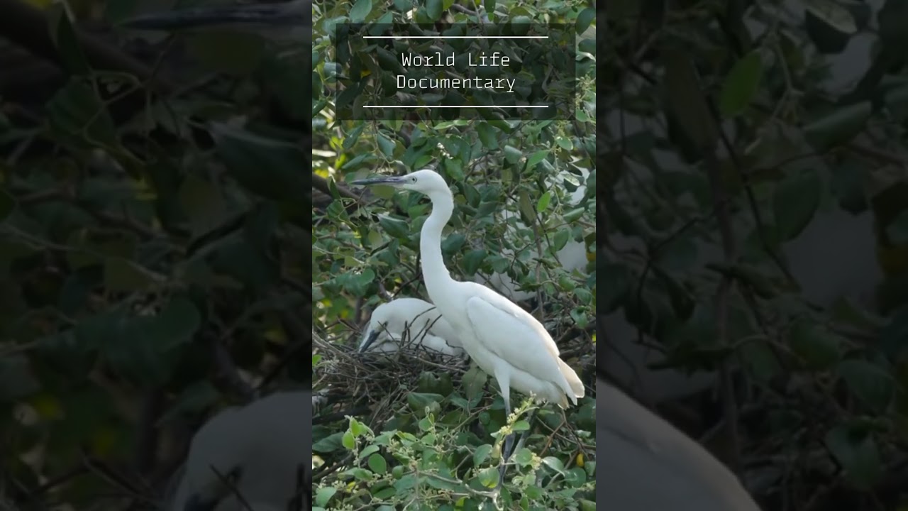 White Heron (بگلا) | World life Documentary