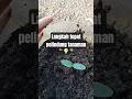 Trik jitu pelindung tanaman dari cuaca ekstrim🌱⛈️#garden #tipspraktis