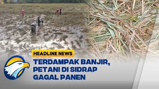 Gagal Panen Gegara Sawah Terendam Banjir, Petani Sidrap Rugi Jutaan Rupiah