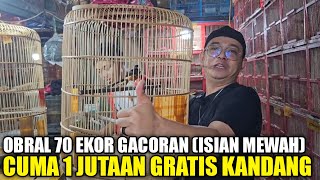 Viral Kios Alhamdulillah Obral 70 Ekor Murai Gacoran materi Mewah Cuma 1 Jutaan Gratis Kandang