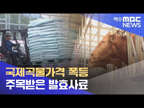 <strong>국제곡물가격</strong> 폭등.. 주목받은 발효사료 -R (220515일/뉴스데스크)