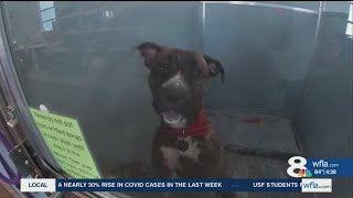 Pasco animal shelter needs help, at risk of closing