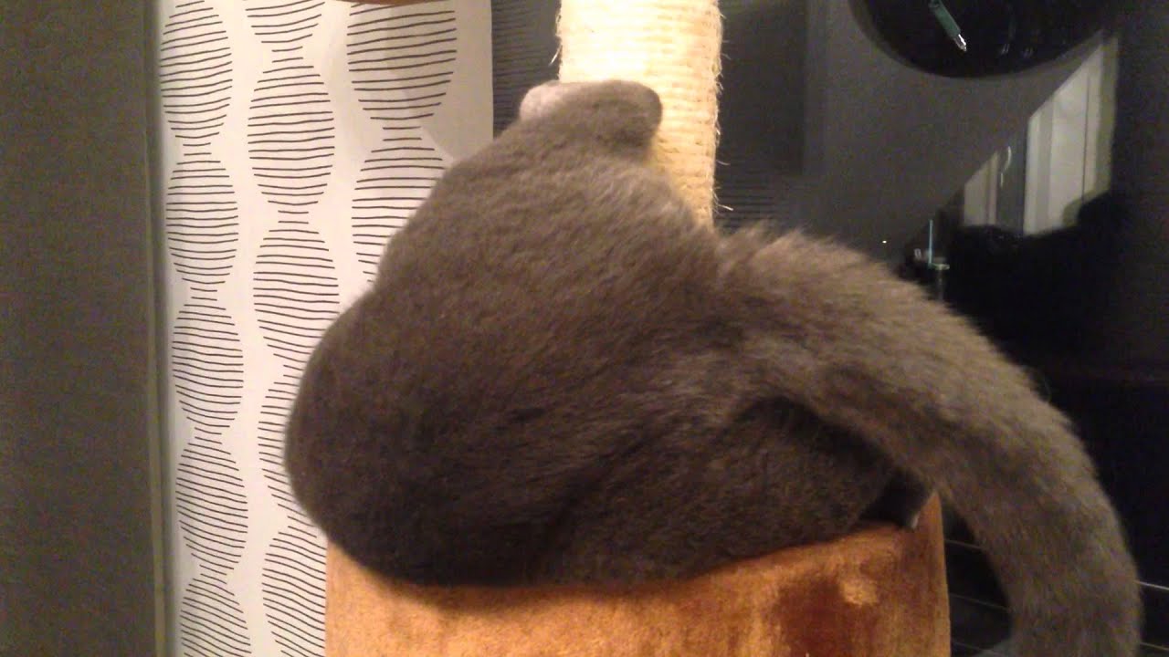 Katze dreht durch YouTube