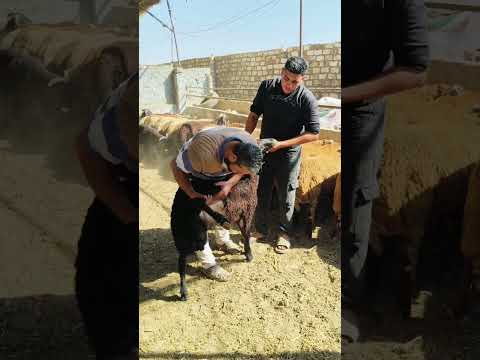 تسلم الايد الا كاااانت بتعلف تااابع01065811703  01204328217