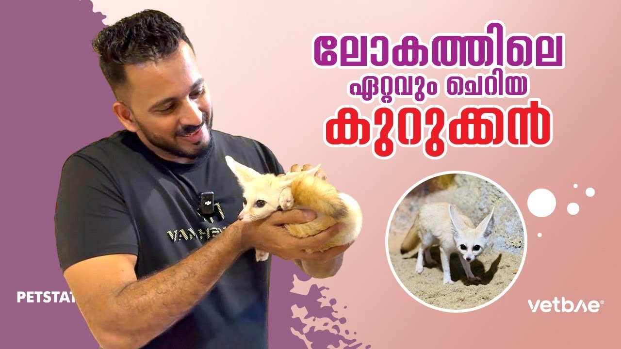 ലക്ഷങ്ങൾ വിലയുള്ള കുറുക്കനേ വാങ്ങി.. ലോകത്തിലെ ഏറ്റവും ചെറിയ കുറുക്കൻ | Fennec fox 🦊
