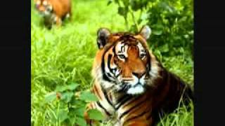 Safri Duo - Jungle Safari.flv