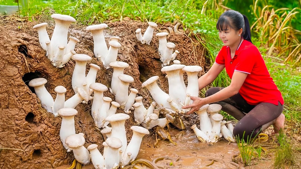 TIMELAPSE -- Harvesting Strange Giant Wild Mushroom to Sell at the Market & Making Delicious Chicken