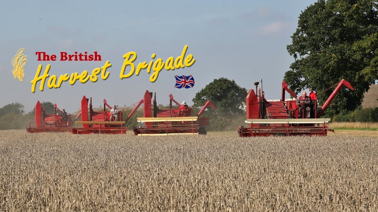 Massey Harris 21 combines  - a clip from The British Harvest Brigade DVD.