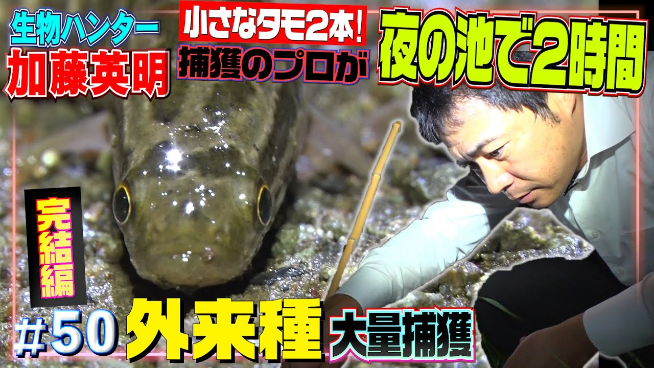 小さなタモ２本のみ 外来種の巣窟と化した池で夜の捕獲作戦 完結編 制限時間２時間で何種何匹 生物ハンター加藤英明 爬虫類max100種飼育 Youtube