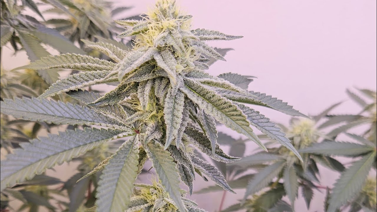 ‪@GoliathGrower‬