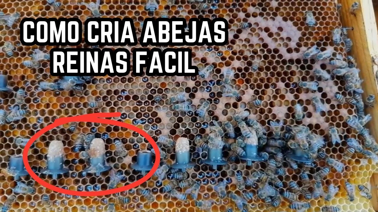 Método FACIL para criar abejas Reinas Paso a Paso Guía y GRATIS! 🐝
