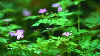 Gozlerin Aklimda Kaldi. Nihatarac .Wmv