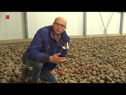 Video: Geladen Aardappelbeten