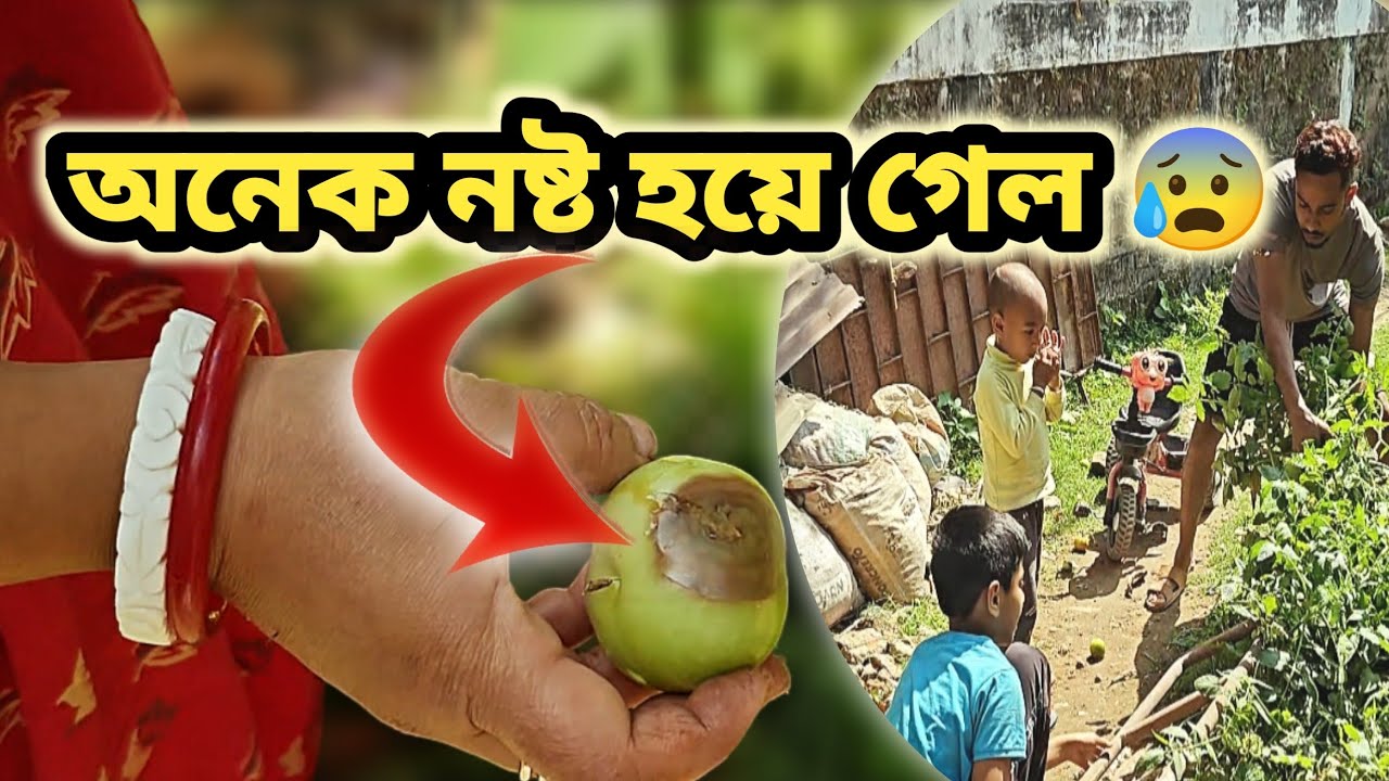 এক মুহূর্তে বড় ক্ষতি! 😭 | কেন পচে যাচ্ছে আমাদের টমেটো? | real life vlog 