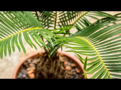 Video: Kako Se Brinuti Za Palmu Hamedorea