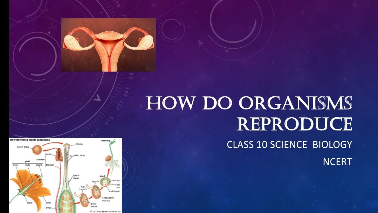 assignment on how do organisms reproduce class 10