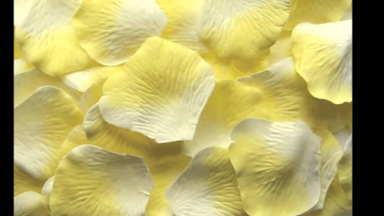 American Floral Network YELLOW Wedding Silk Rose Petals / USA YouTube