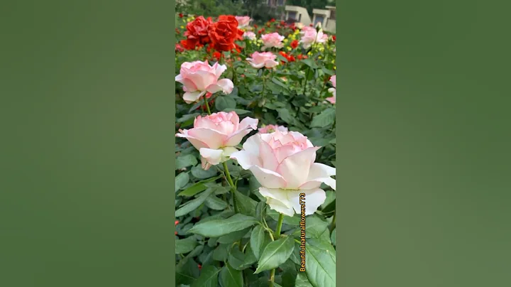My small garden #rose #flowers #garden #shorts thumbnail