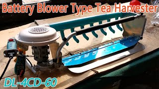 Newly Upgraded Blower Type Battery Tea Leaf Harvester, 36V 24Ah Lithium Battery Work 8hour DL-4CD-60