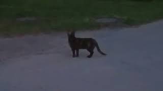 20240609 223000 Summer Night Cat Convoy