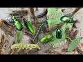In the morning looking insects I saw a worms  eating leaves branch,Beetles,swimming,dangerous Beetle