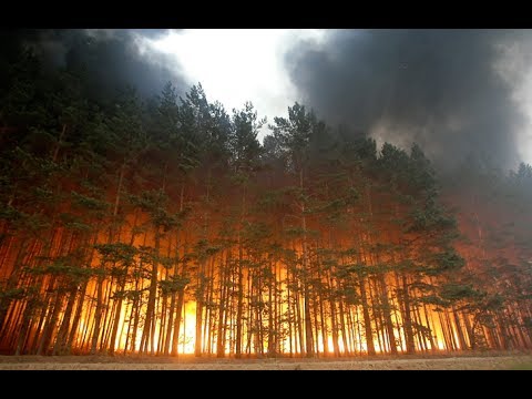 Пожароопасная обстановка в лесах региона остается стабильной