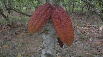 Cocoa Research Centre - Maximizing Cocoa Yield