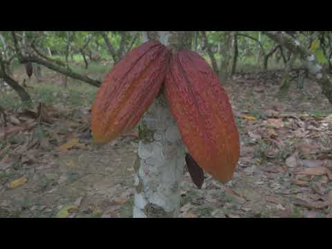 Video: Cacao (gras) - Nuttige Eigenschappen En Gebruik Van Cacao, Contra-indicaties. Kakali Speer